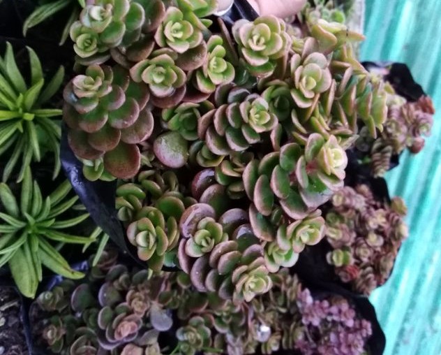 Sedum makinoi