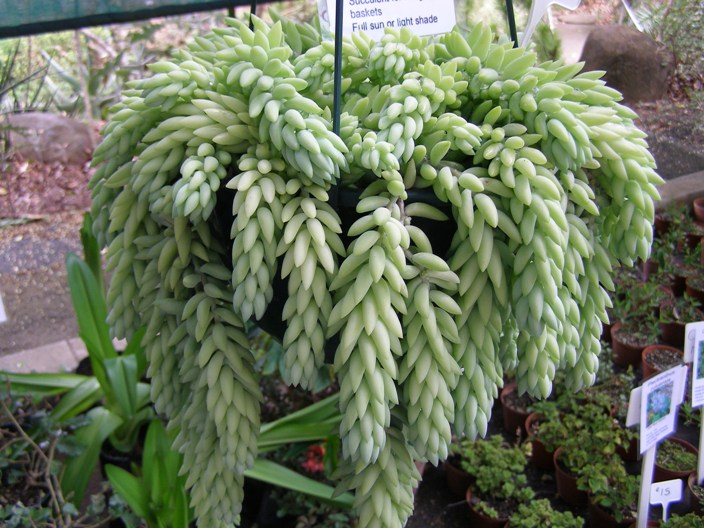 Sedum morganianum 