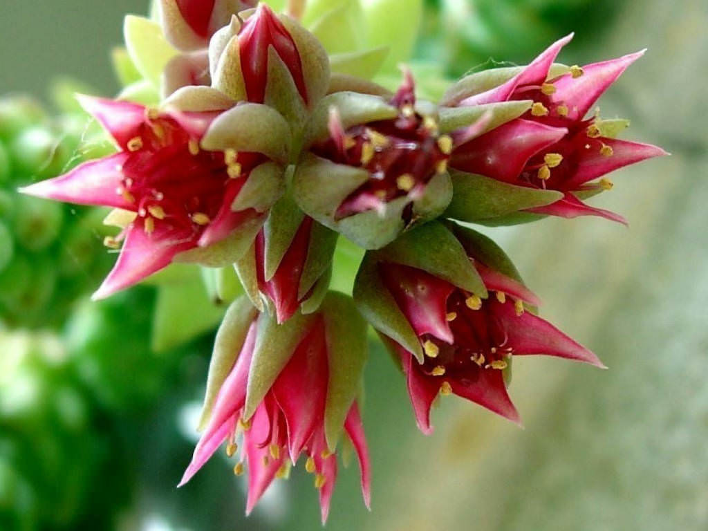 Sedum morganianum-flores