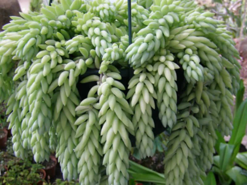 Sedum morganianum