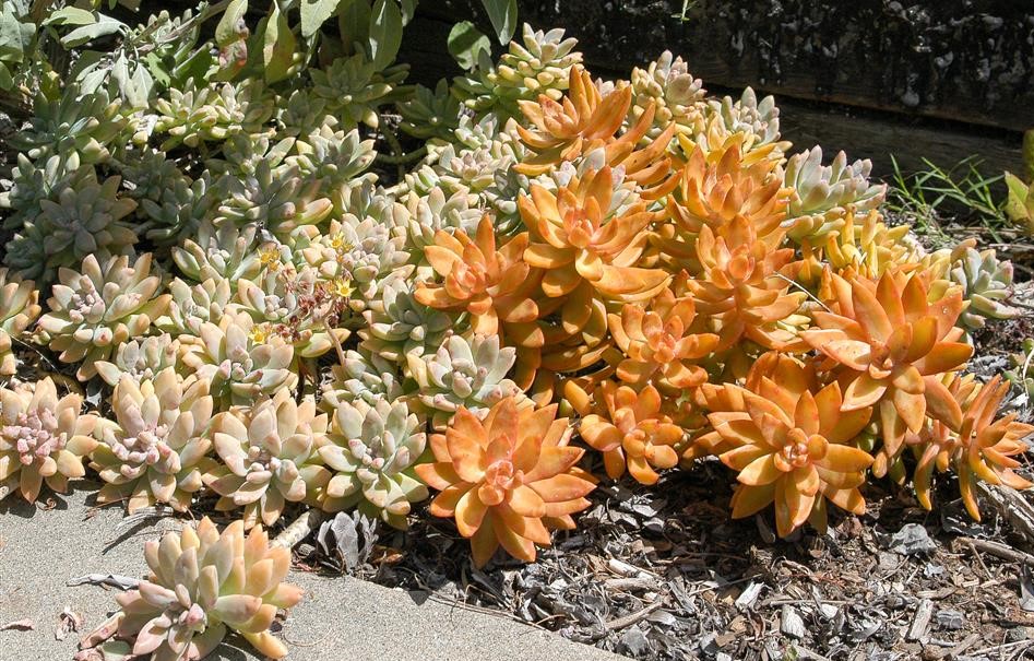 Sedum nussbaumerianum 