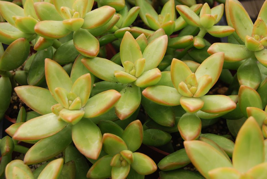 Sedum nussbaumerianum4