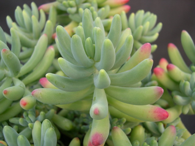 Sedum pachyphyllum