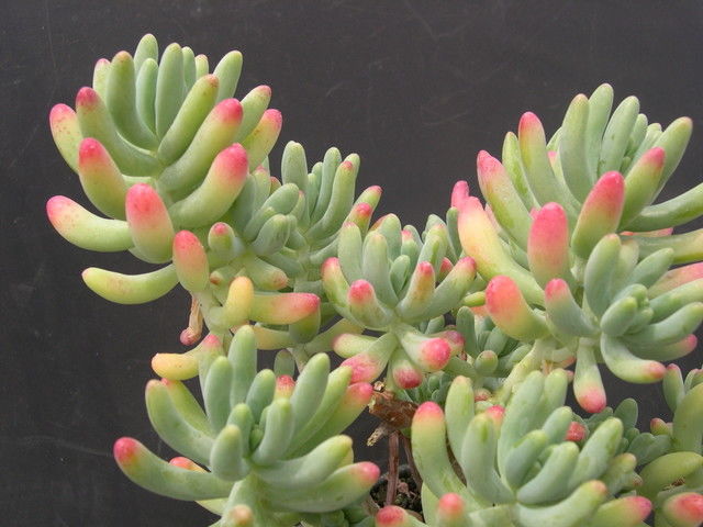 Sedum pachyphyllum