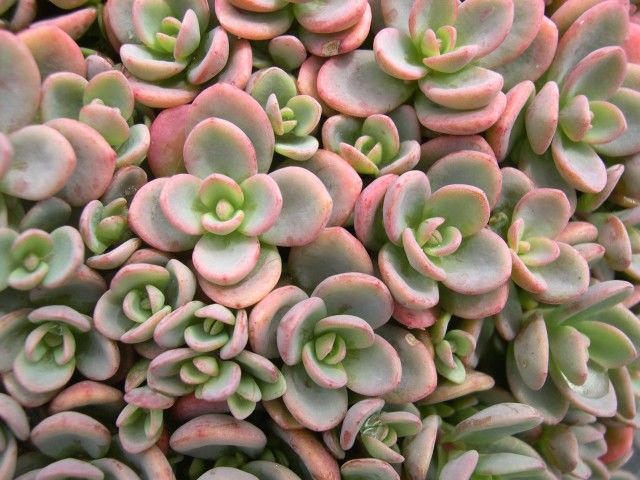 Sedum pluricaule