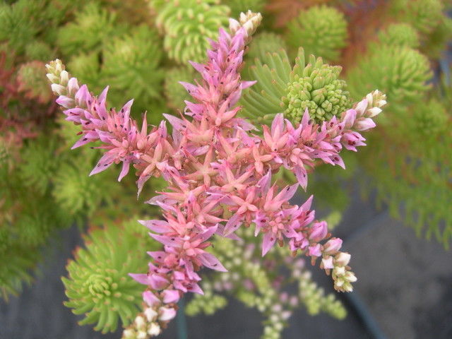 Sedum pulchellum