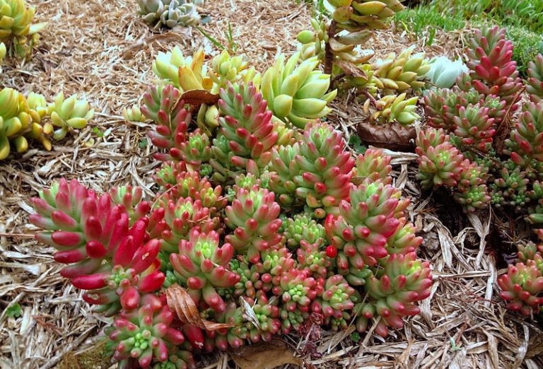 Sedum rubrotinctum