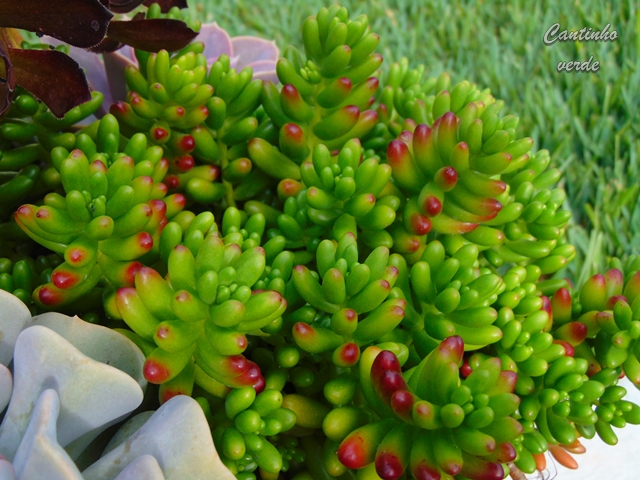 Sedum rubrotinctum 