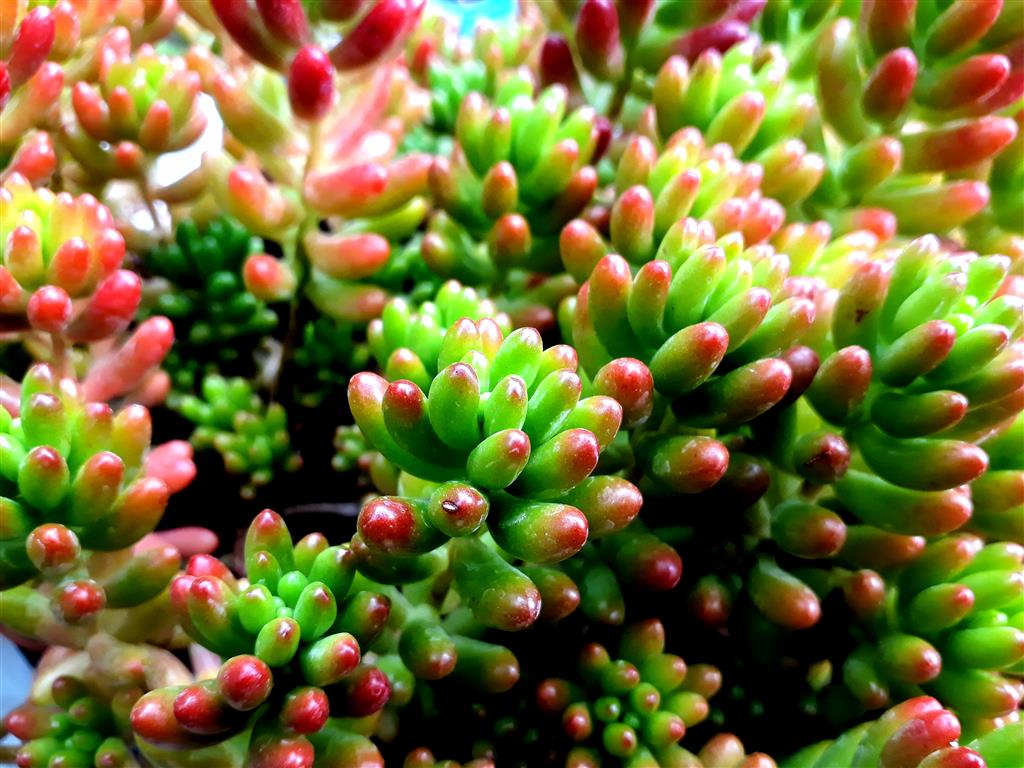 Sedum rubrotinctum 