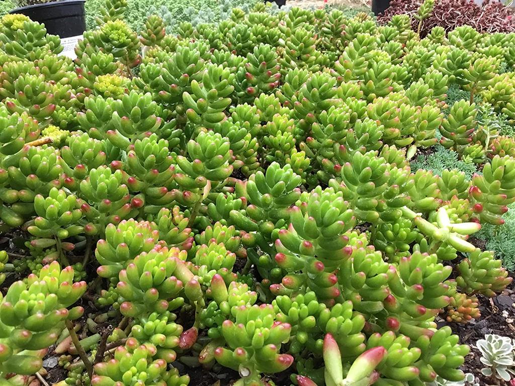 Sedum rubrotinctum