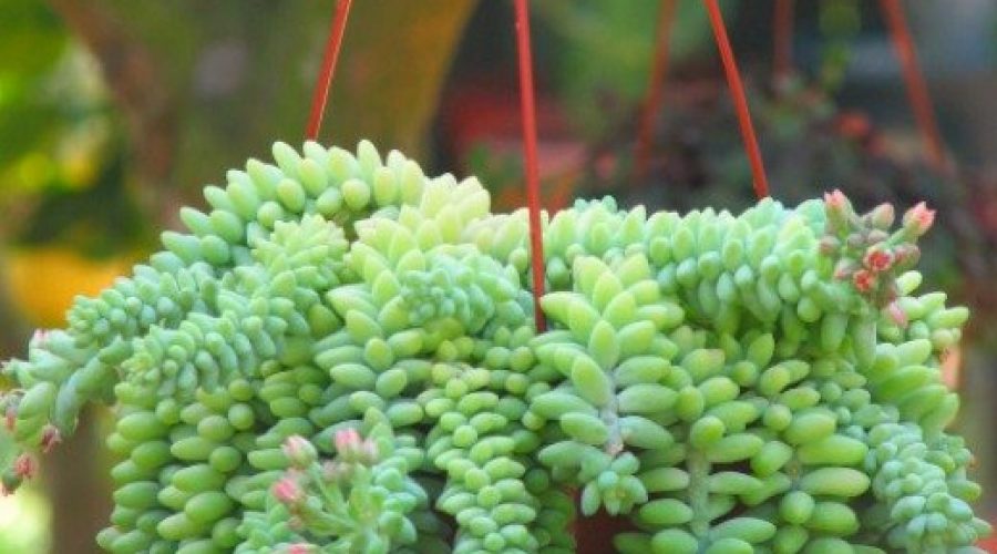 Sedum-rubrotinctum