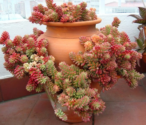 Sedum rubrotinctum4