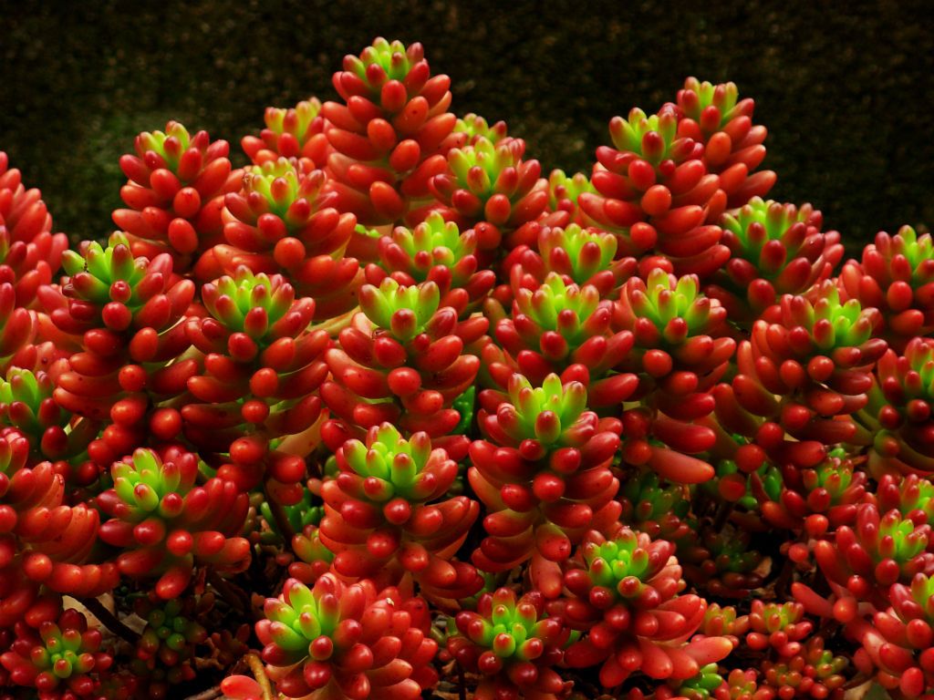 Sedum rubrotinctum