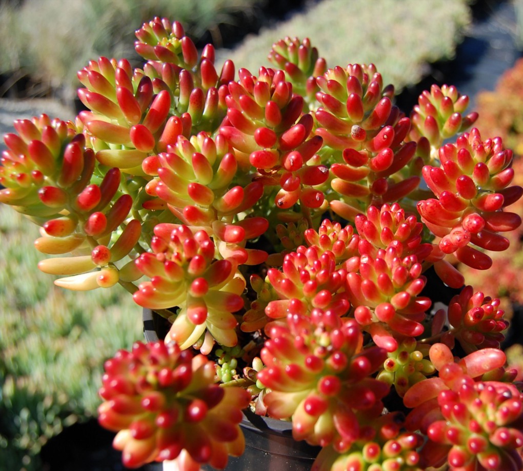 Sedum rubrotinctum