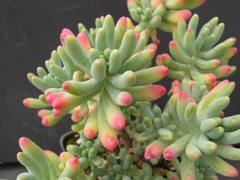 Sedum rubrotinctum