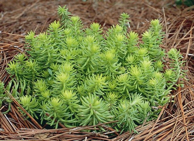 Sedum rupestre 'Angelina'