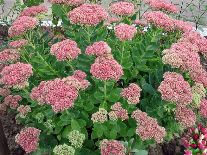 Sedum spectabile