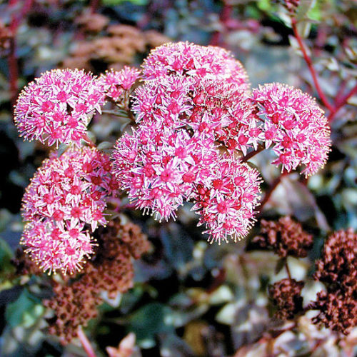 Sedum vistosa