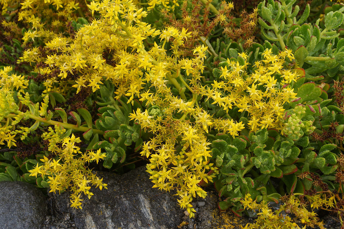 Sedum_dendroideum_I