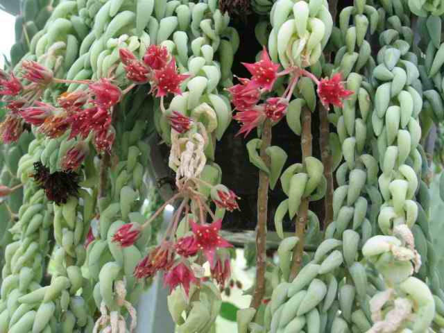 Sedum_morganianum_floresKB