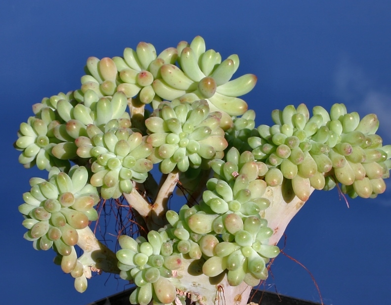 Sedum_pachyphyllum_cristata