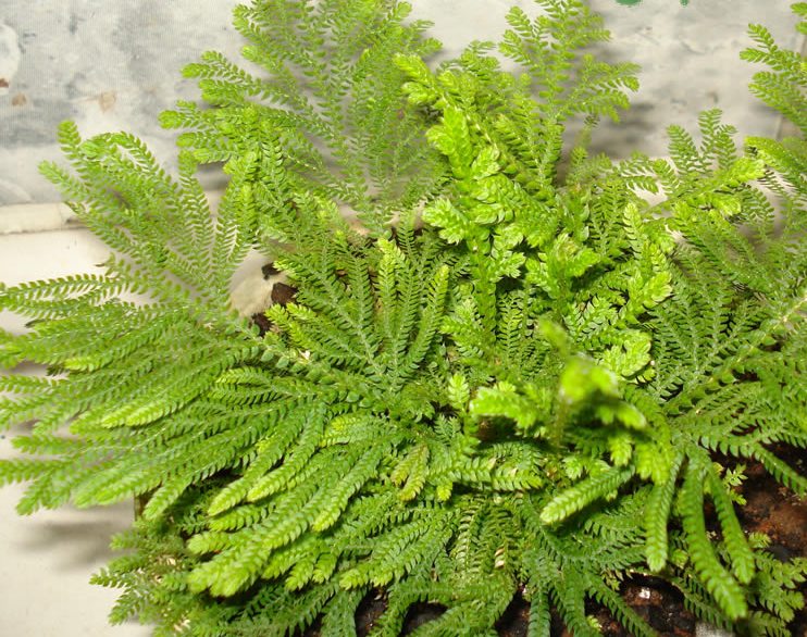 Selaginella martensii