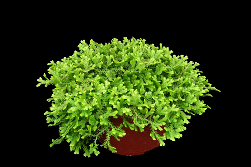 Selaginella_kraussiana