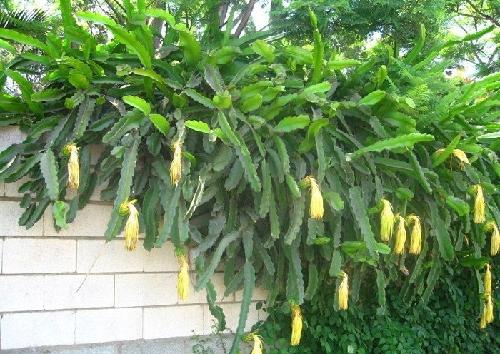 Selenicereus Megalanthus