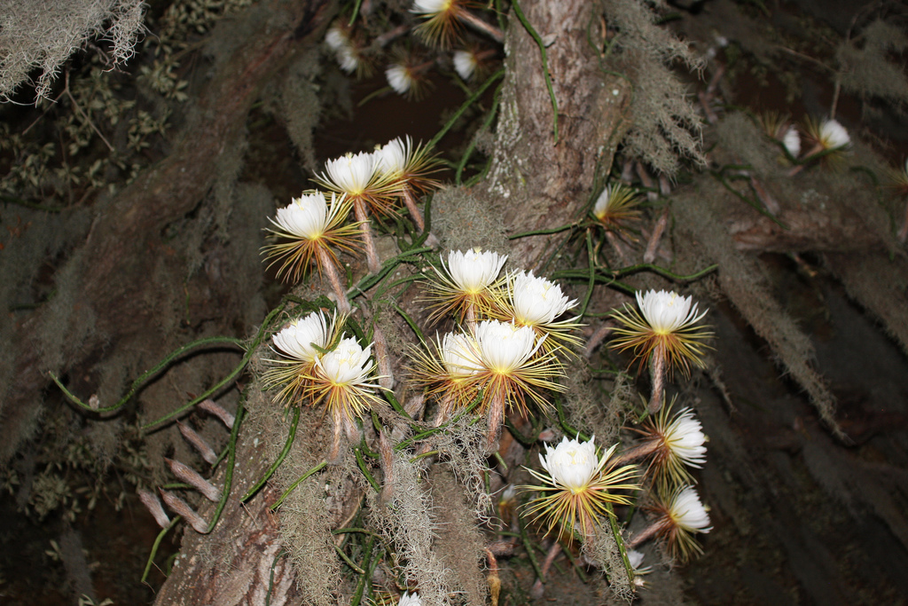 Selenicereus grandiflorus