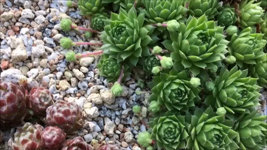 Sempervivum