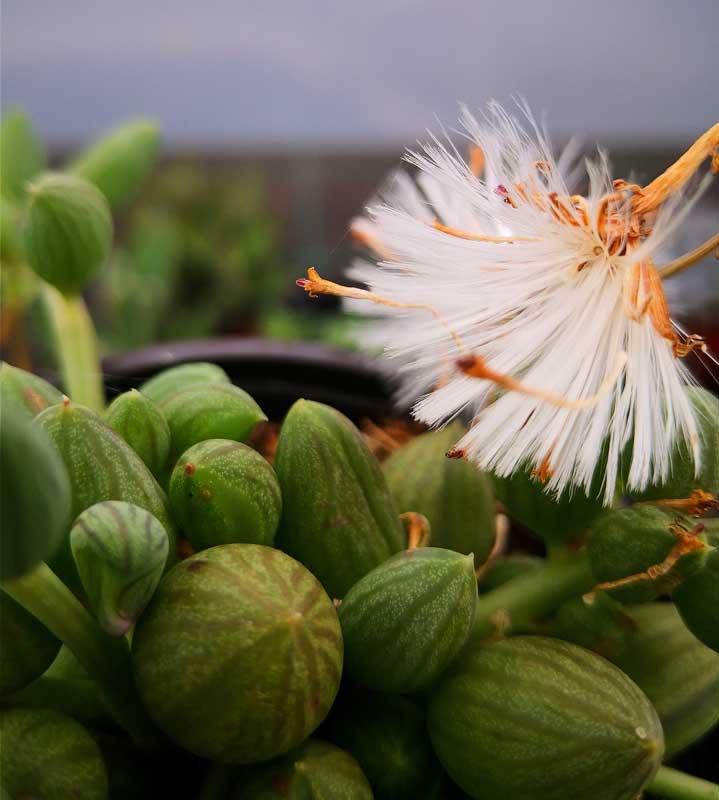 Senecio-Colar-de-melancias