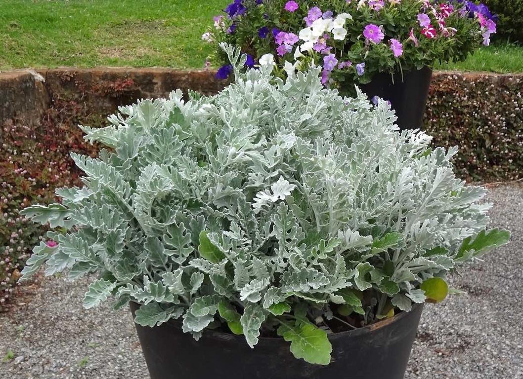 Senecio Douglasi