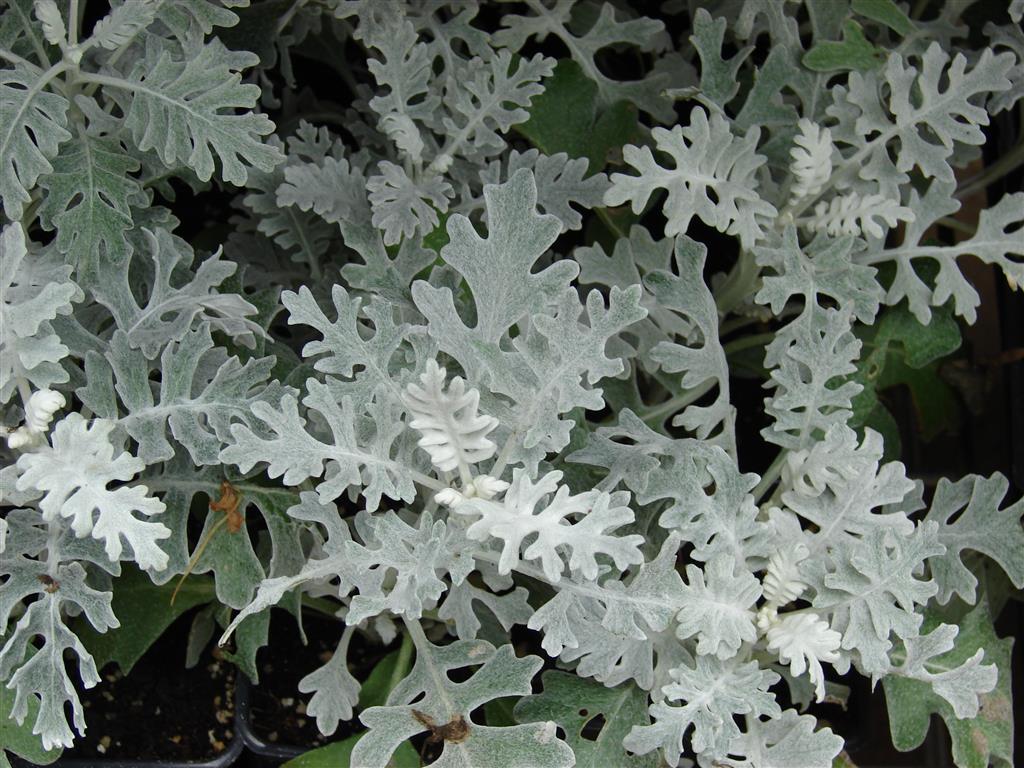 Senecio cineraria