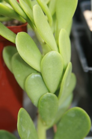 Senecio jacobensii