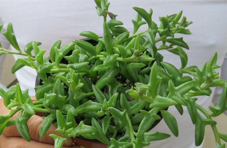 Senecio peregrinus 