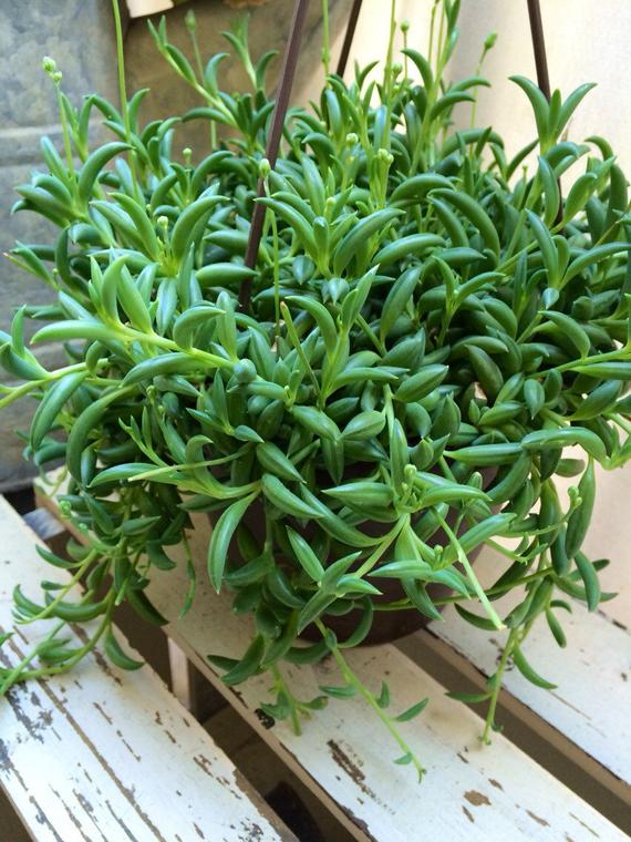 Senecio radicans