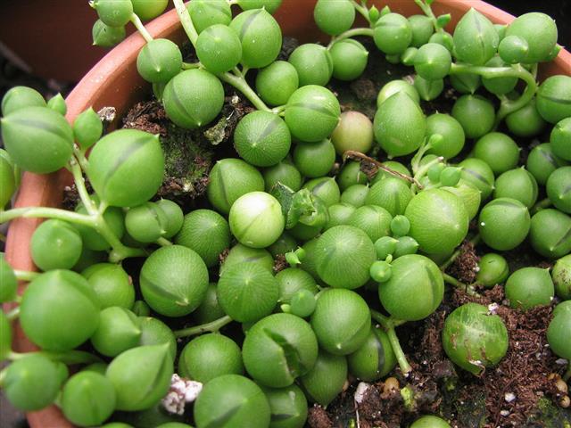 Senecio rowleyanus 