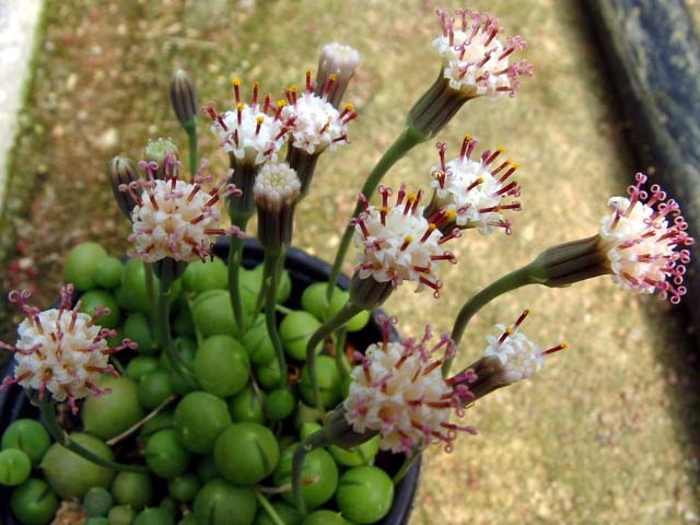 Senecio-rowleyanus flores