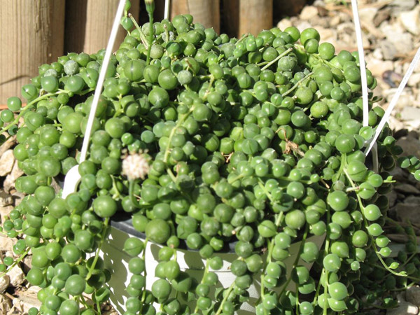 Senecio rowleyanus