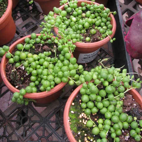 Senecio rowleyanus1