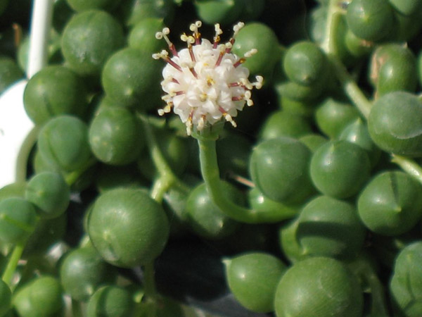 Senecio rowleyanus1