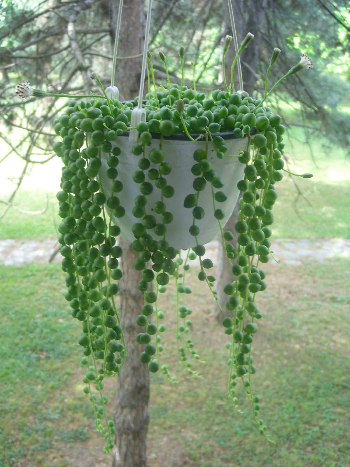 Senecio rowleyanus