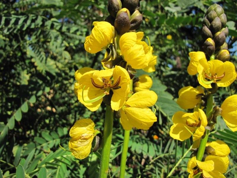 Senna Didymobotrya