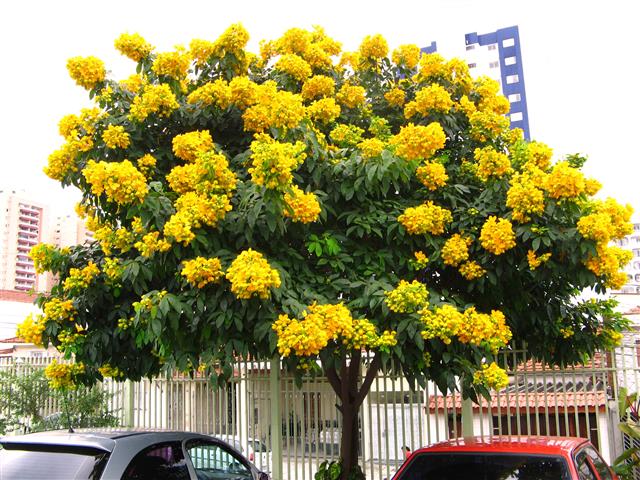 Senna spectabilis (Small)