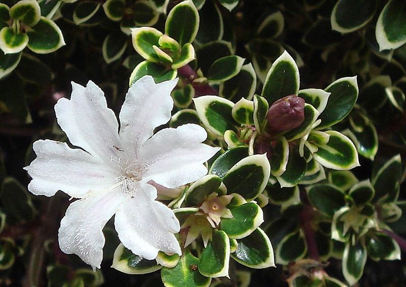 Serissa foetida