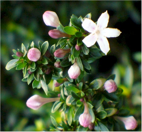 Serissa foetida