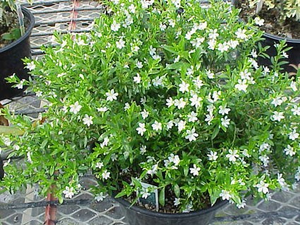 Serissa foetida