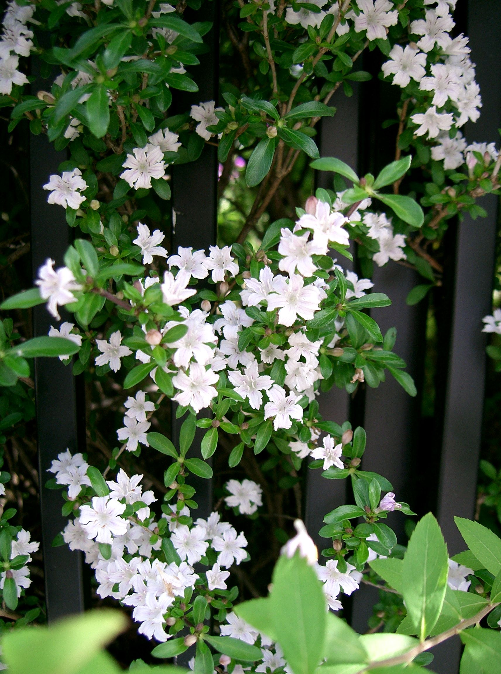 Serissa_japonica1