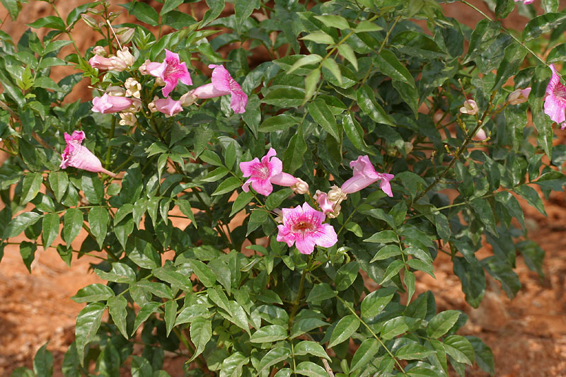 Sete-léguas (Podranea ricasoliana)