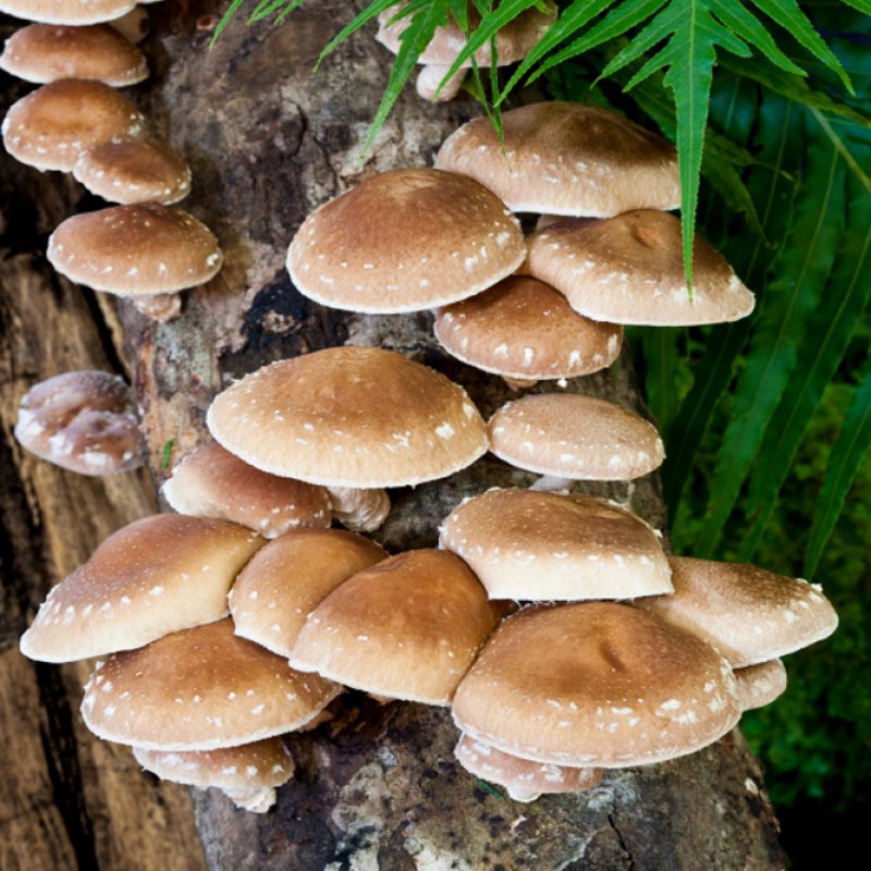 Shiitake (Lentinula edodes)